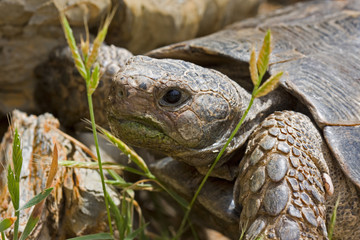 Close-up of a Turtle, a Hermann’s tortoise, Testudo hermanni