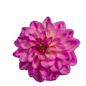 Big Pink Dahlia Flower Bloom Isolated on White Background