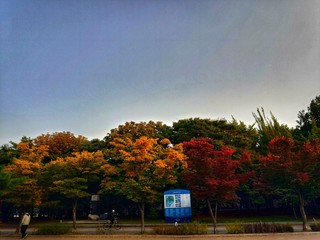 Obraz premium autumn in the park