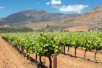 Fototapeta na wymiar Vineyard near Oudthoorn in South Africa with mountains in the background