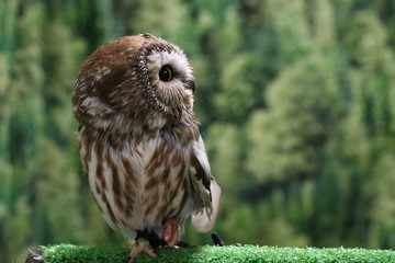 Miniture Owl