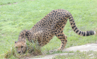A cheetah crouches while looking through the grass.