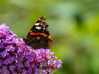 Vanessa atalanta, the red admiral or red admirable butterfly on Buddleja, or Buddleia,