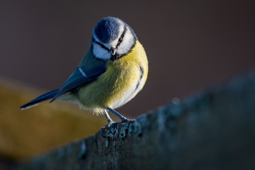 Blue tit