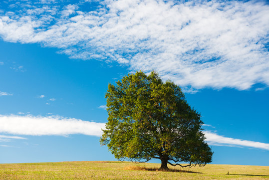 Meadow with Solitary Beech Tree under Blue Sky in Summer