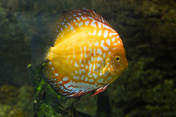 Discus Gold Pigeon fish in aquarium
