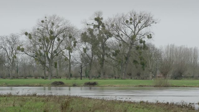 River Maas with Mistletoes across the border in Belgium