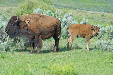 The season for Bison calves in Yellowstone National Park.