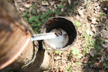 Fototapeta premium Rubber tree Latex