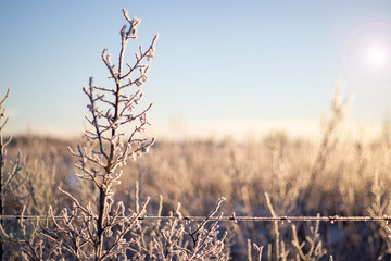 Obraz premium Farm brush covered in a thin layer of frost with bright sky and background