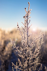 Farm brush covered in a thin layer of frost with bright sky and background