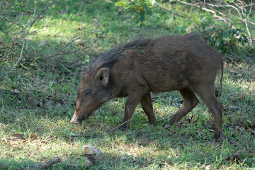 wild boar in the forest