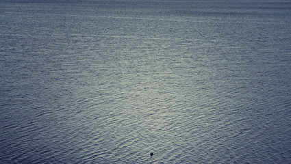 Ocean waves with duck as a water background.