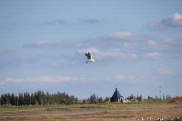 Fototapeta premium seagull 