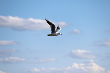 Fototapeta na wymiar seagull 