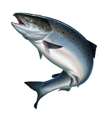 Atlantic salmon or pink salmon on a white background. Red salmon. Fishing on the river, northern fish. - 245031827
