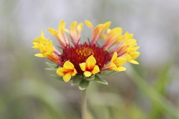 yellow flower on green background