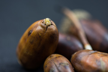 Obraz premium Acorns different maturity 