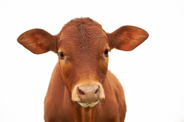 Fotobehang Een jong bruin kalf, koe, kijkend naar de camera, met schone witte lucht, geïsoleerd © Megan Paine