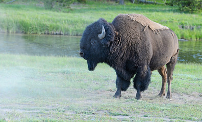 A large Bison feeding near water in Yellowstone National Park.