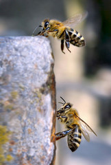 Two bees flying