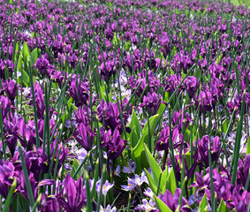 Colorful Iris and Crocuses blooming in spring in the famous Dutch tulip park. Taken in Keukenhof, Netherlands.