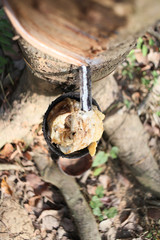 Rubber tree Latex