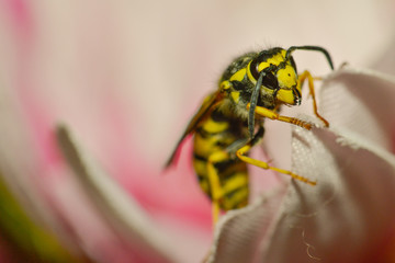 Bee on a pink flower macro
