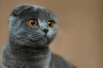 Funny and concentrated Scottish Fold cat. Animal portrait. Selective focus