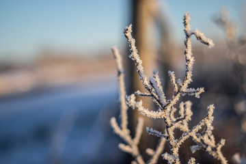 Farm brush covered in a thin layer of frost with bright sky and background