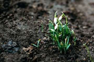 White Snowdrops in garden or woodland