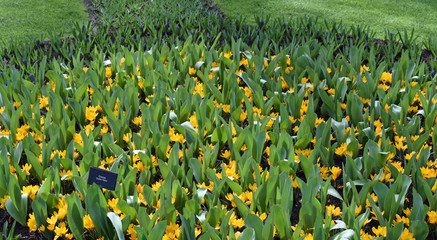 Yellow crocuses blooming in spring in the famous Dutch tulip park. Taken in Keukenhof, Netherlands.