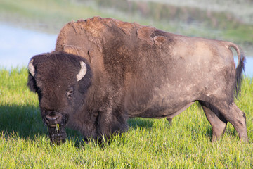 A large Bison feeding near water in Yellowstone National Park.
