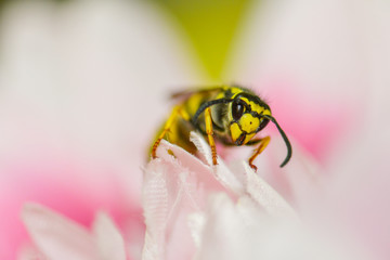 Bee on a pink flower macro