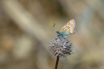 Lycaenidae / Anadolu Gelinciği / Anatolian Vernal Copper / Tomares nogelii