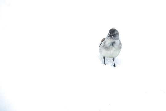 Bird