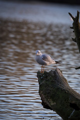 Möwe am See