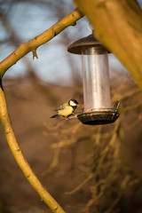 Kohlmeise am Vogelhaus