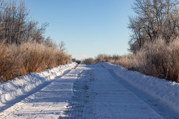 Frost covered branches amidst white snow in the heart of winter