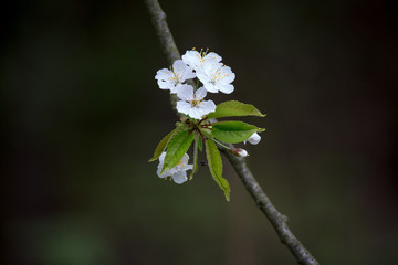 Kirschblüte im Frühjahr