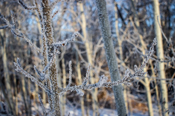 Frost covered branches amidst white snow in the heart of winter