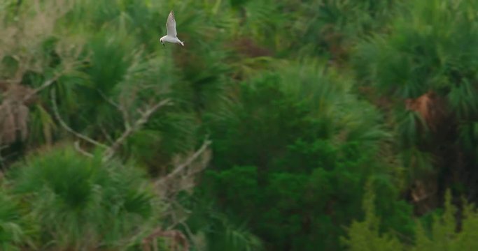 Forster&permil;&Ucirc;&ordf;s Tern flying low to ground in slow motion in a Florida wetland marsh