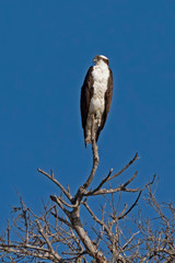 Bird osprey perched at lake shore tree