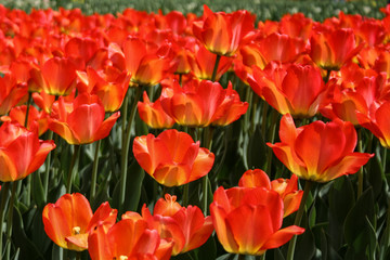 Flower tulips background. Beautiful view of red tulips under sunlight landscape at the middle of spring or summer.