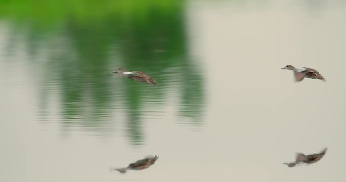 Spectacular shot Ducks - Blue-winged teal ducks - flying in slow-motion low over the water