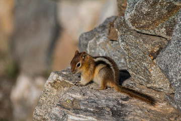 Shy Chipmunk