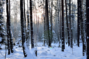 Fototapeta na wymiar Many fir trees standing under the snow on the frosty winter.