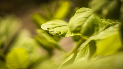 Green leaves in the park