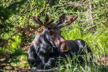 Moose in Forest