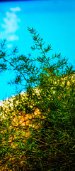 Fototapeta premium Green leaves in the park
